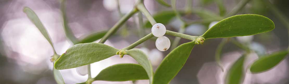 Iscador Ampullen