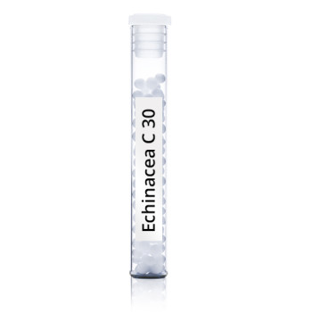 Echinacea C30
